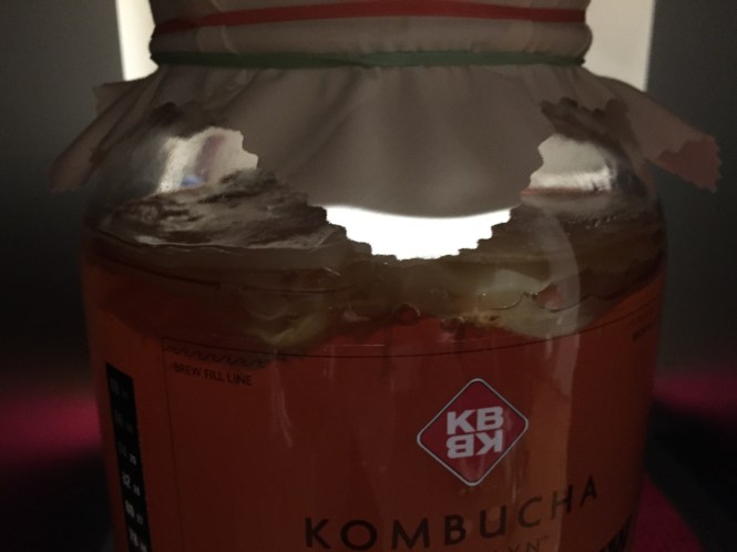 new scoby_second batch